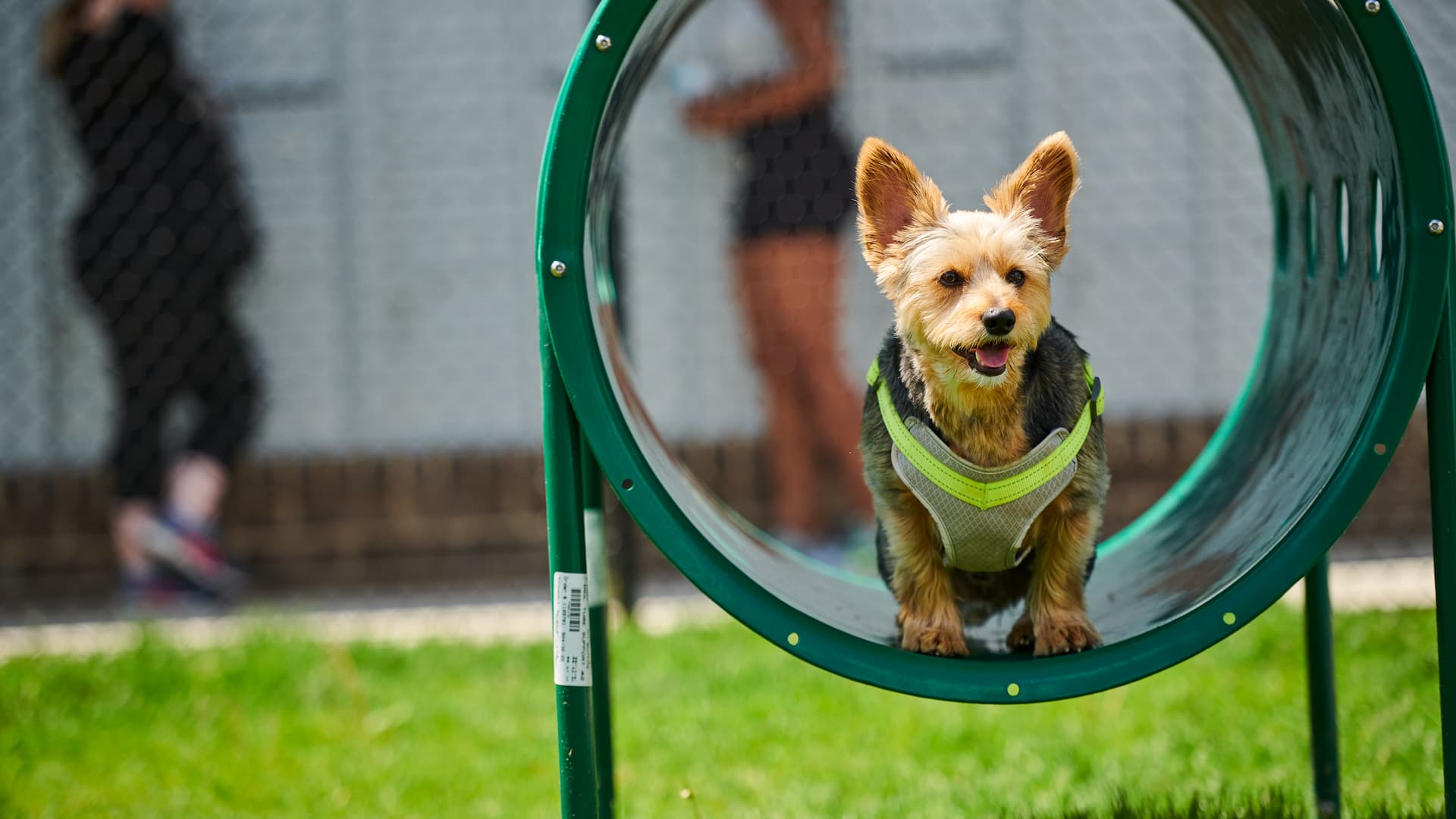 Pet PlayGround at Springs at Locust Grove